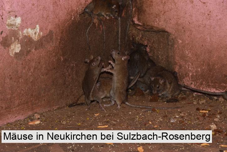 Mäuse in Neukirchen bei Sulzbach-Rosenberg
